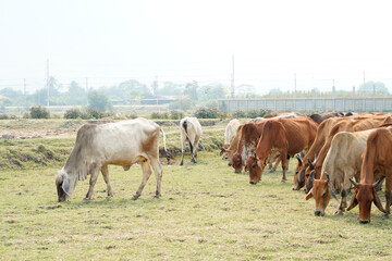 Cow in the green grass