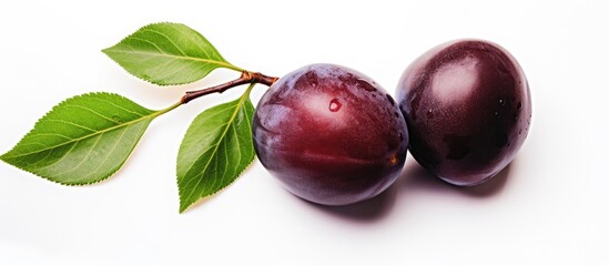 Two plums, a natural food and superfood, grow on a branch with green leaves, set against a white background. The magenta fruit is a delicious ingredient for various dishes and desserts