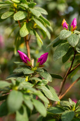 Delicate Fern Fronds Green Leaves