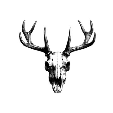 deer skull isolated on white