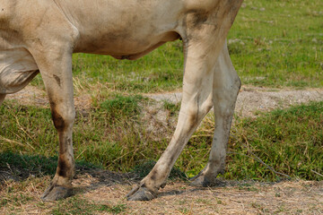 Cow in the green grass