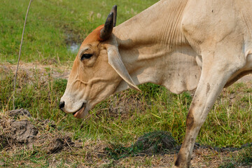 Cow in the green grass