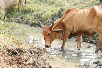 Cow in the green grass