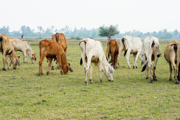 Obraz premium Cow in the green grass
