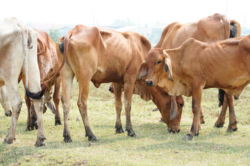 Fototapeta premium Cow in the green grass