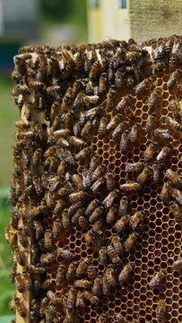 Honeycomb frame with bee brood is next to the hive. Bee colony crawling around the comb and sealing cells. Blurred background. Vertical video