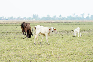 Cow in the green grass