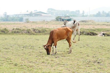 Cow in the green grass