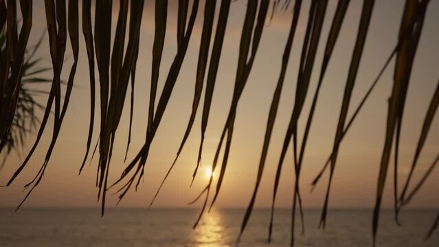 Tropical palm tree leaves at sunset. Silhouette leaves of a coconut tree palm orange colored sunset on sea ocean tropical beach. Summer vacation, nature landscape, travel, tourism, paradise concept.