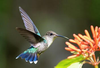 Naklejka premium Beautiful hummingbird feeding at a flower , Central America wildlife