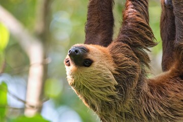 Fototapeta premium The Hoffmann's two-toed sloth (Choloepus hoffmanni), also known as the northern two-toed sloth.