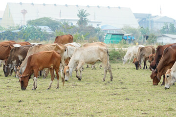 Cow in the green grass