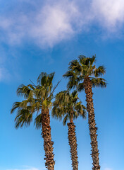 Three Palm Trees on the Island of Happiness