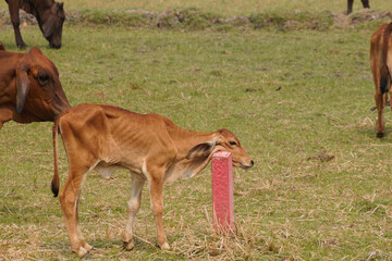 Cow in the green grass