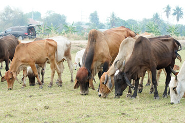 Cow in the green grass