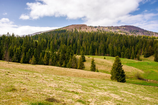 carpathian countryside scenery of ukraine on a sunny day in spring. coniferous forest on a grassy hills. borzhava mountain range in the distance beneath a blue sky