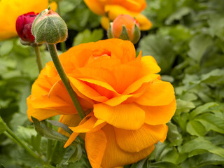 orange begonia flower in the garden