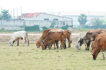 Fototapeta premium Cow in the green grass