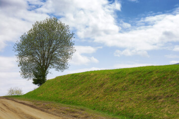 Fototapeta na wymiar countryside scenery in spring. tree on the grassy hill in morning light. cloudy sky