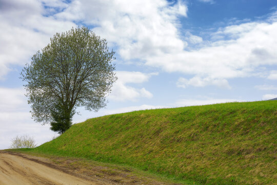 countryside scenery in spring. tree on the grassy hill in morning light. cloudy sky