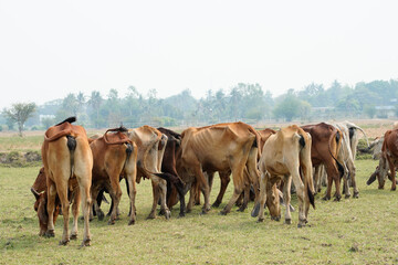 Cow in the green grass