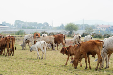 Fototapeta na wymiar Cow in the green grass