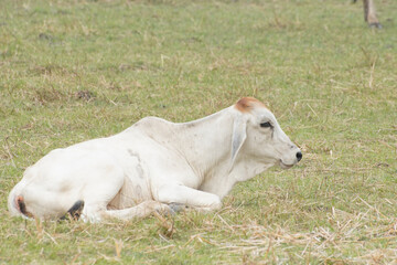 Fototapeta premium Cow in the green grass