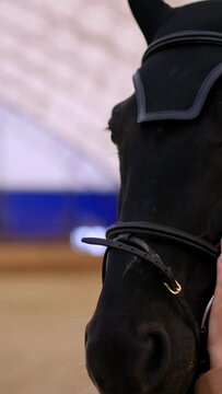 Mid-aged young woman with long dark hair holding a horse by the bridle. Close up. Woman caressing the animal before riding it. Vertical video