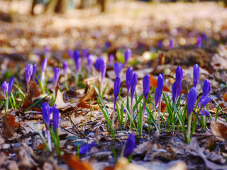 purple bloom in the forest. closeup of beautiful crocus flowers in spring season