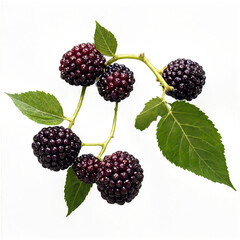 Mulberry fruits isolated on transparent background