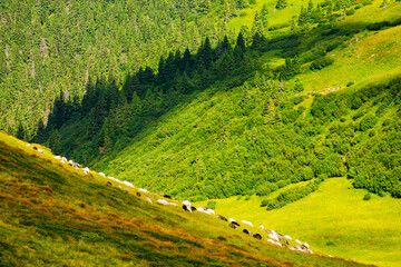 sheep grazing on grassy hillside. alpine scenery of ukrainian carpathians in late summer. rolling nature landscape with forested hills - obrazy, fototapety, plakaty