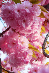 pink blossom of cherry tree. spring nature background