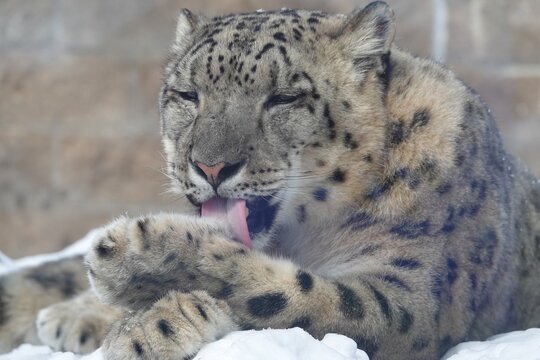 Bramble Park Zoo Snow Leopard 