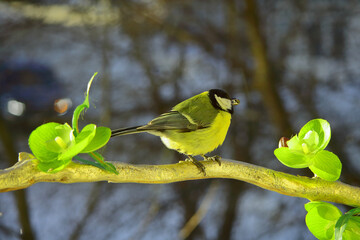 little tits are sitting on a rowan branch. soft blurred background. The bird has a body with a...