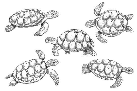 Swimming sea turtle engraving sketch isolated on white background. Hand drawn line monochrome illustration set ocean or underwater animal