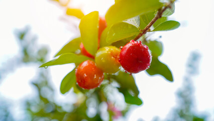 Thai or Acerola cherries fruit on the tree, high vitamin C and antioxidant fruits.
