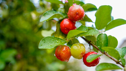 Obraz premium Thai or Acerola cherries fruit on the tree, high vitamin C and antioxidant fruits.