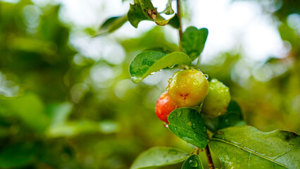 Thai or Acerola cherries fruit on the tree, high vitamin C and antioxidant fruits.
