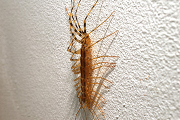 Scolopendra crawls along the wall. Side view.