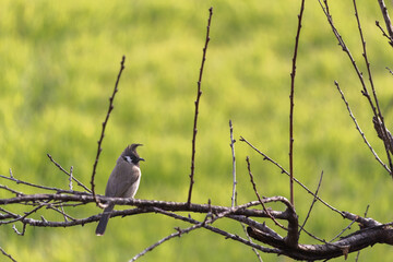 Bird on the Tree