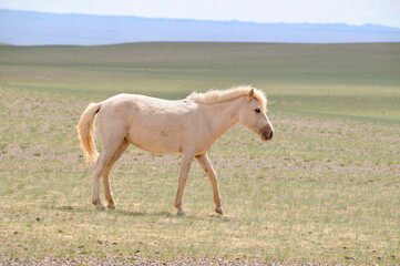 The Mongolian horse - native horse breed of Mongolia.