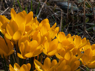 yellow crocus flowers in spring