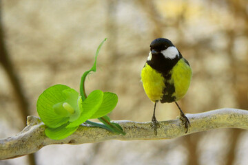 little titmice are sitting on a rowan branch. The bird has a body with a yellow breast. black head...