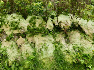 a cliff side overgrown with green moss, Flores island, Azores - obrazy, fototapety, plakaty