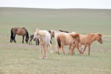 Obraz na płótnie Canvas The Mongolian horse - native horse breed of Mongolia.