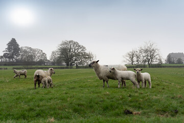 Fototapeta na wymiar Sheep and lams 