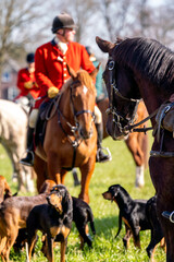 hunting dogs in the field hunt