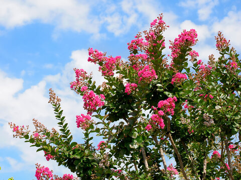 Crape myrtle or crepeflower flowering on blue sky background