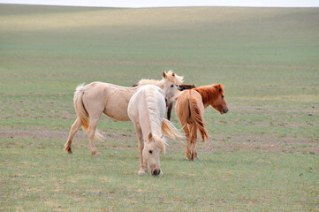 The Mongolian horse  -  native horse breed of Mongolia.