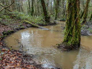 Swollen Stream after the Rains in a Cornish forest